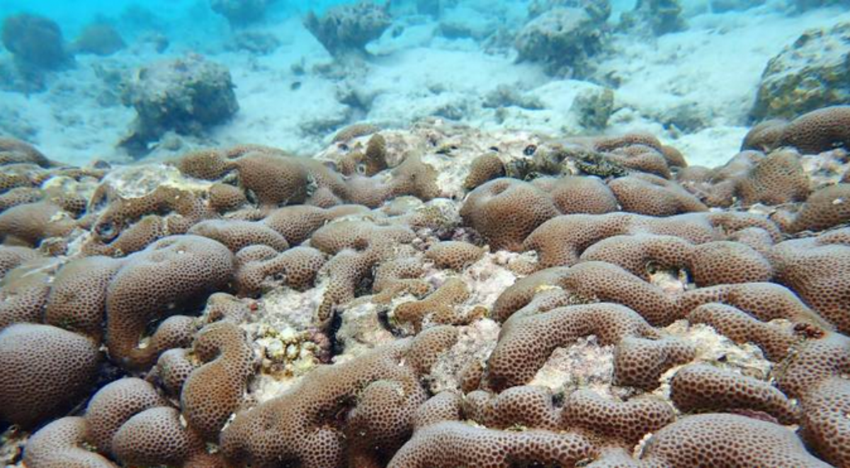 Screen Shot 2021-01-11 at 9.07.02 AM.png (Full)